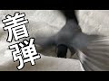 文鳥ミサイルが発射されました