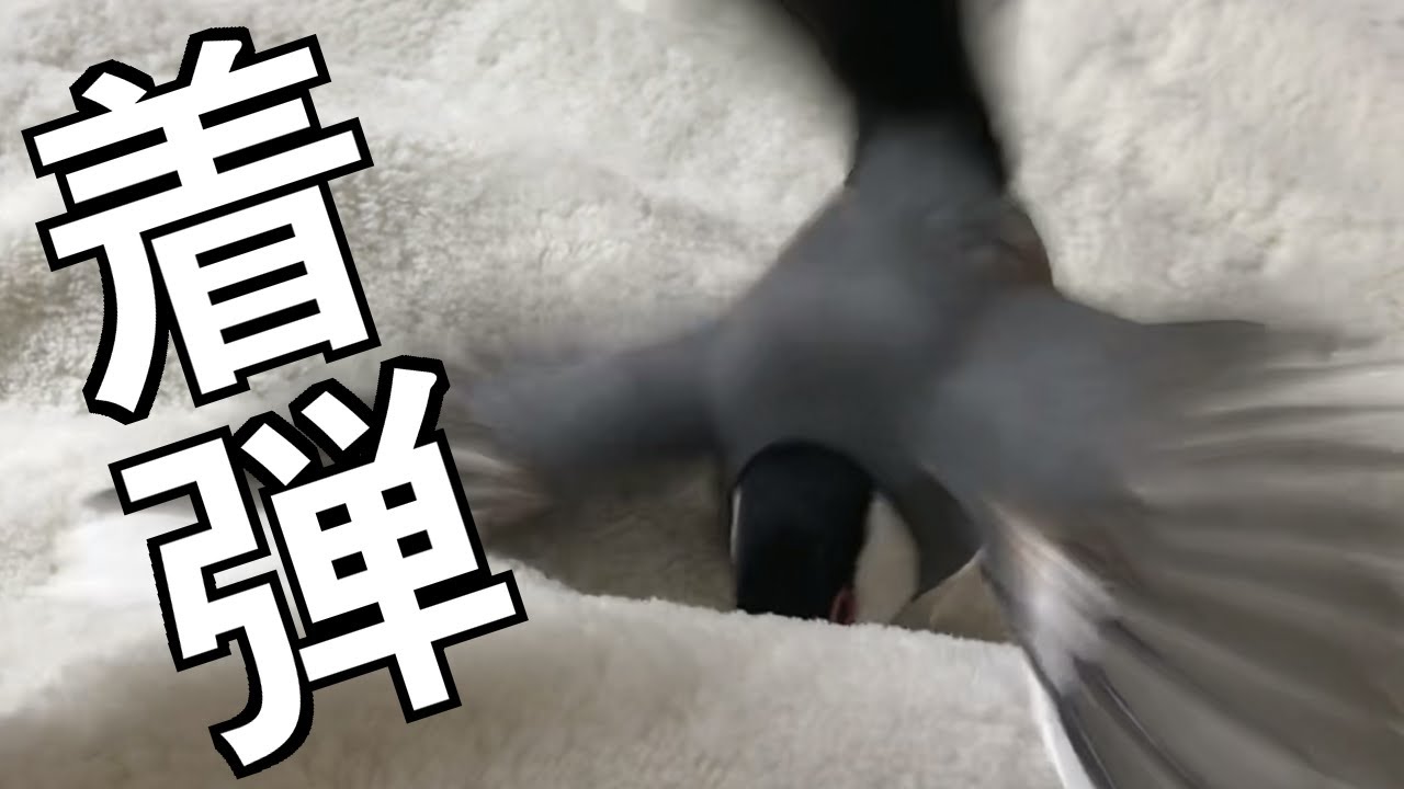 最強 チンピラ文鳥を追い詰めるシナモン文鳥 見やすい方 Youtube