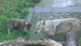 水を飲む ちびっこオオカミ~Wolf Family