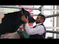 Leandro &amp; Donato - Produtores Belgian Blue Na Expo Carne 2022 - Ilha Terceira - Açores