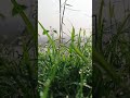 এটাই বাস্তব #xbox #comedyfilms #duet #15august #nature #keşfet #unfrezzmyaccount