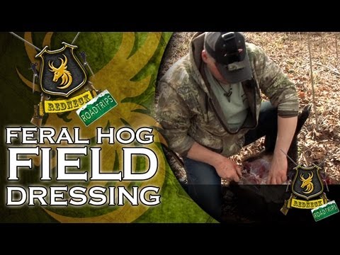 How to field dress a Feral Hog