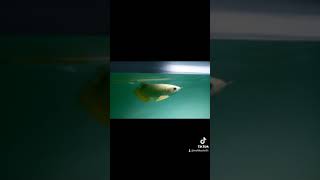 pencinta arwana #arowana #predator #arowanafish #arwanagoldenred #arwanaindonesia #ikanhias #like