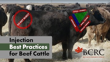 Injection best practices for beef cattle
