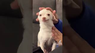 [ funny dogs] #funnydogs #video #dogs
