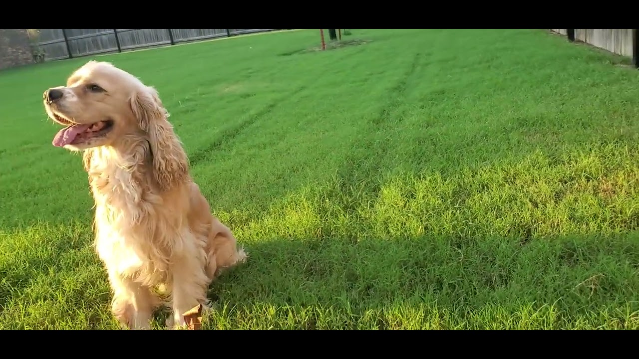The Cocker Spaniel is relaxing /hunting for the birds 🐦น้องหมาวิ่งเล่น ...
