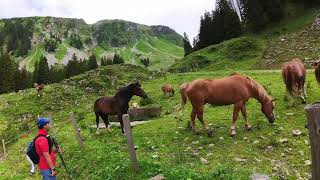 138 0505 Horse Cow Veal At Unnamed Alp 1499M Schwarzsee Ch Fr