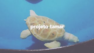 Vlog Projeto Tamar Aracaju - Sergipe Uma Experiência Incrível