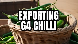HOW TO EXPORT GREEN CHILLI FROM INDIA || G4 CHILLY EXPORT PROCESS | GREEN CHILLY EXPORT INDIA TO UAE