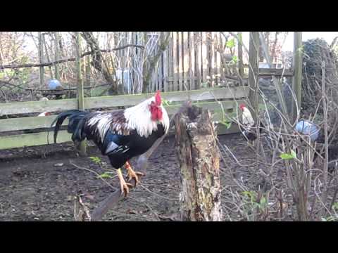 Agenthanen galer - Crowing Agent-rooster