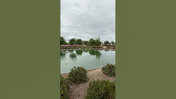 Walk in the park on a beautiful day 😎🤩#walking #park #sunday #dogs #pets