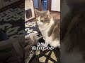 帰宅直後だけ見せる謎の角コスコス。みんなはどの角が好き？#short