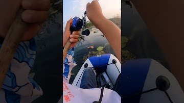 Câu Cá Lóc Miền Bắc Cực Hay 🐟 #shorts