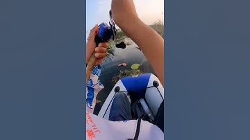 Câu Cá Lóc Miền Bắc Cực Hay 🐟 #shorts