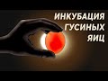 Инкубация гусиных яиц. Все что нужно знать.