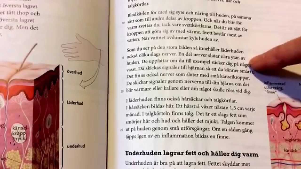 nerver i huden nerver i huden