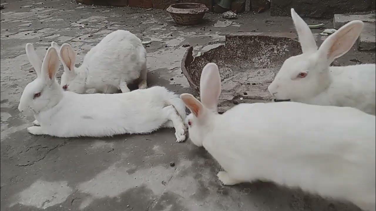 rabbits break fast YouTube