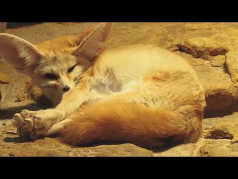 Fennec fox waking up and stratching