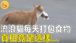 流浪貓每天「打包」食物，自己一口都不吃，跟踪後發現真相，震撼人心！ #震撼 #不可思議 #救援 #善良 #暖心 #反轉 #奇跡 #真實故事 #新聞 #鏡頭 #記錄 #感謝 #奇聞