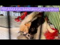 AKHIRNYA KUCING NINING LAHIRAN