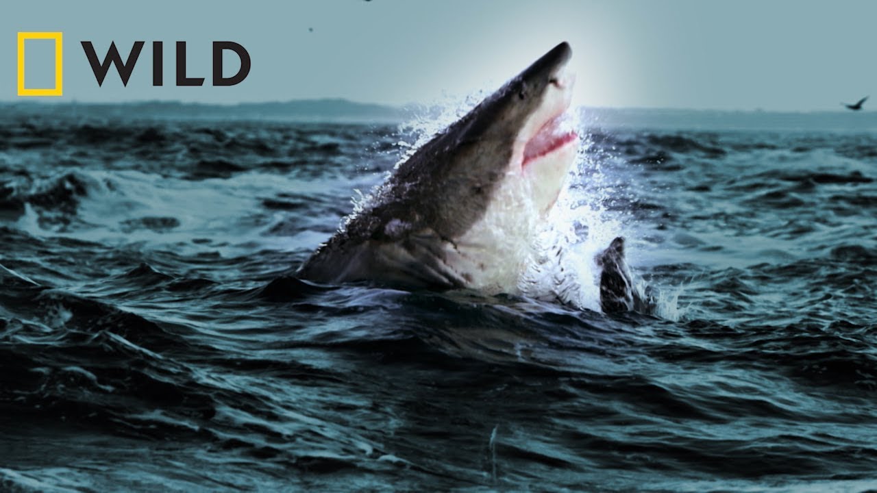 National Geographic WILD | Αφιέρωμα: Sharkfest Trailer - YouTube