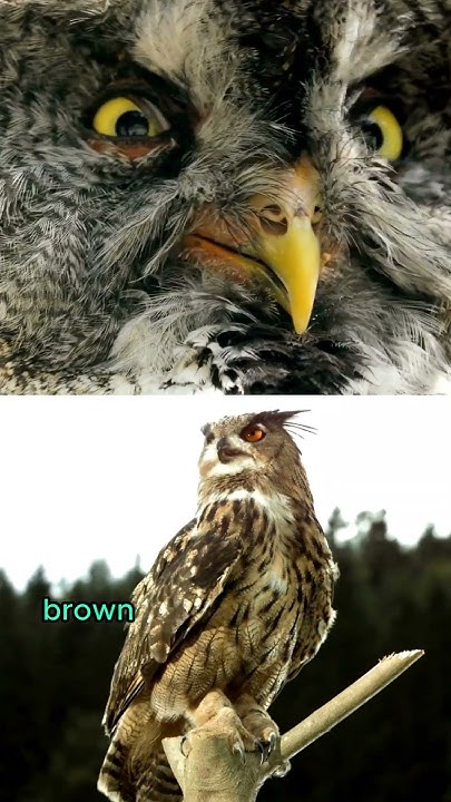 difference-between-barn-owl-and-great-horned-owl-youtube