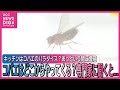 あっという間に増殖 コバエはどこからやってくる? 専門家に聞くと…