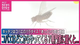 あっという間に増殖　コバエはどこからやってくる　専門家に聞くと…