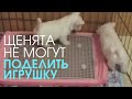 Щенки никак не могут поделить игрушку! Уморительно!))