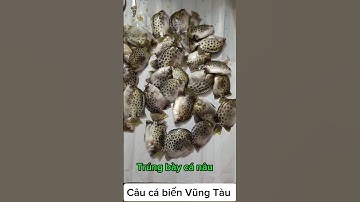 Câu cá nâu biển Vũng Tàu #cauca #fishing #caucabien