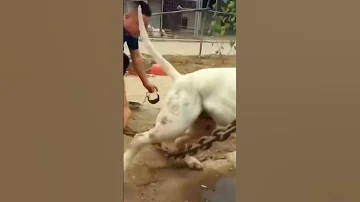 Aggressive Dogoargentino Dog Shorts Ytshorts 