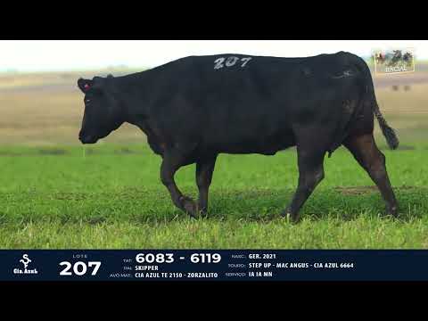 LOTE 207   TAT 6083 F Angus lote B