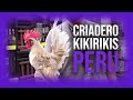 Visita al Criadero de kikirikis Gallo Enano | Criadero de kikirikis | kikirikis Perú