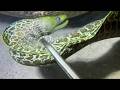 Diving under the sea to catch eels, crabs and sea cucumbers | Part 204-1