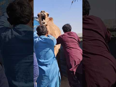 مشهد حماسي من ه ر العمال يبذلون أقصى طاقتهم والجمال ترفض الانقياد