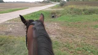ASMR  Virtual Horse Ride September 2021 | Autumn | Forest | stormy