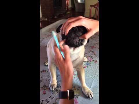 Video: 3 maneras sencillas de mantener los dientes limpios de tu pug