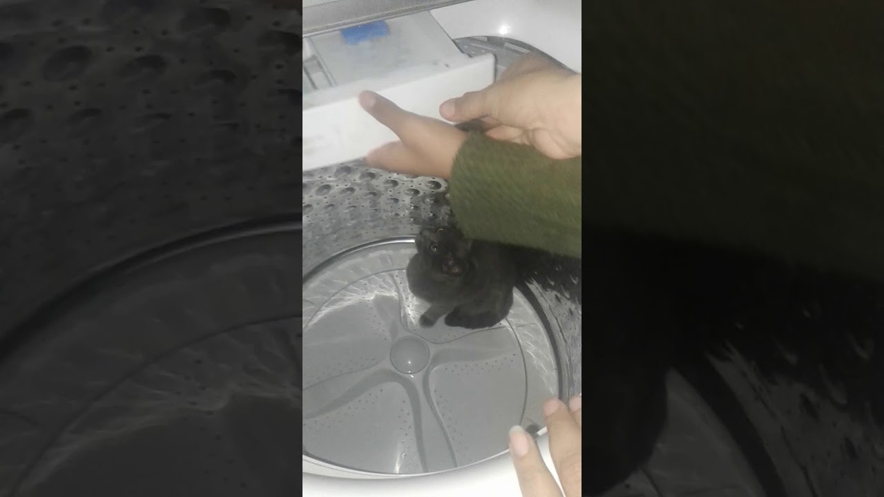 Como lavar a un gato - YouTube