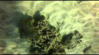 20120120-Turtle Town Lahaina.mp4