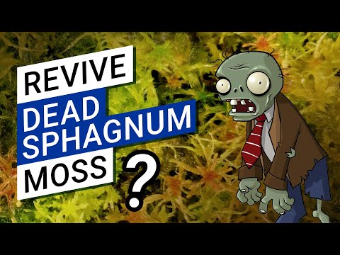 🌿 What Are The Different Kinds Of Sphagnum Moss 🌱 (I have 4