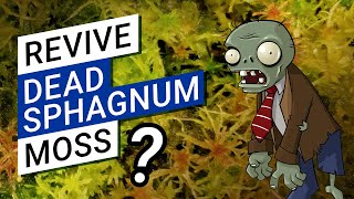 How to revive dead sphagnum moss  (can dried sphagnum grow again?)