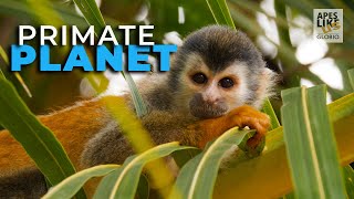 Primate Planet | World Monkey Day 2021 by Apes Like Us 1,287 views 2 years ago 3 minutes, 54 seconds