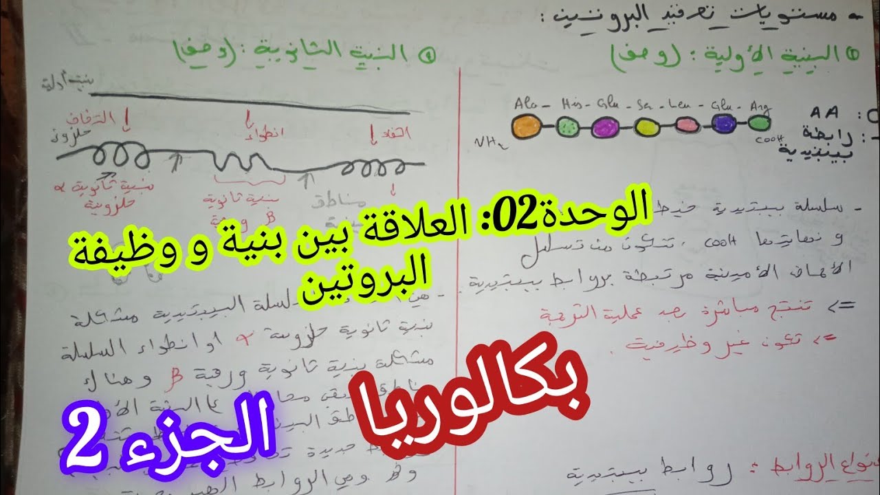 الوحدة02 العلاقة بين بنية و وظيفة البروتين /للسنة 3 ثانوي (الجزء2)