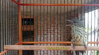 BAYEMAN gacor / cucak rawis jawa gacor | pancingan burung bayeman dijamin ampuh