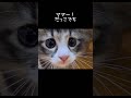 先住猫さんがこわくて、逃げる子猫