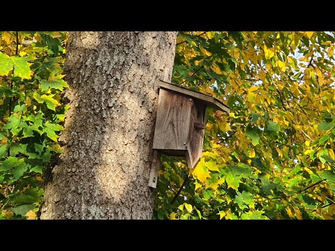 تأمل جمال وسحر الطبيعة في فصل الخريف مع صوت العصافير 