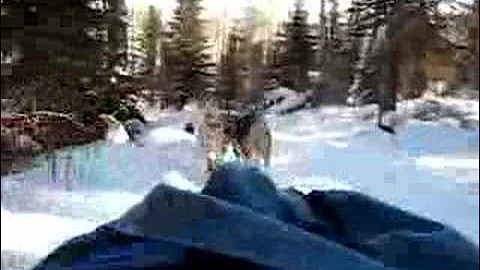 Dog Sled Ride, Gunflint Trail