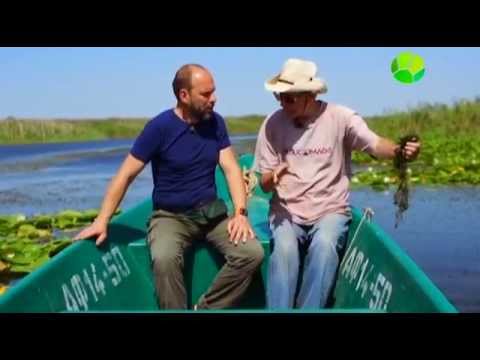 Хабургаев в натуре 03 Лебединая песня 2015 SATRip Files х