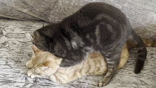 Cat Asserting His Dominance Over Kitten