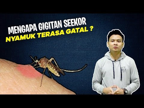 Video: Mengapa Gigitan Nyamuk Terasa Gatal?